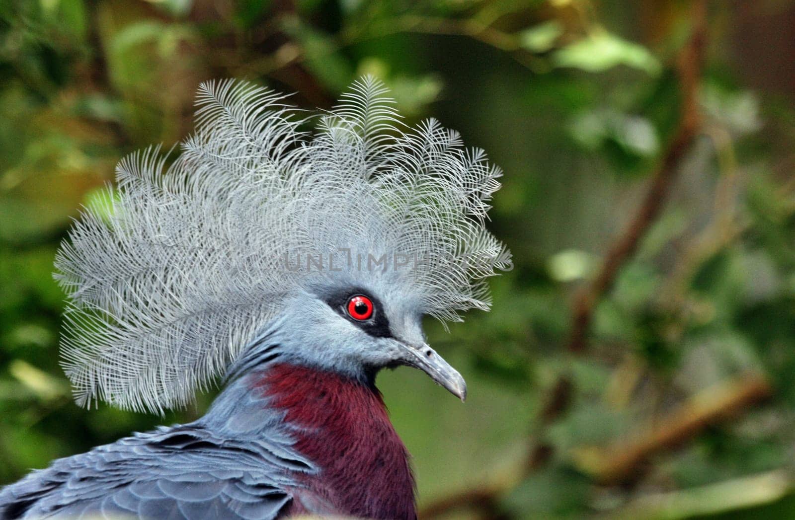 Crown DoveesPortrait