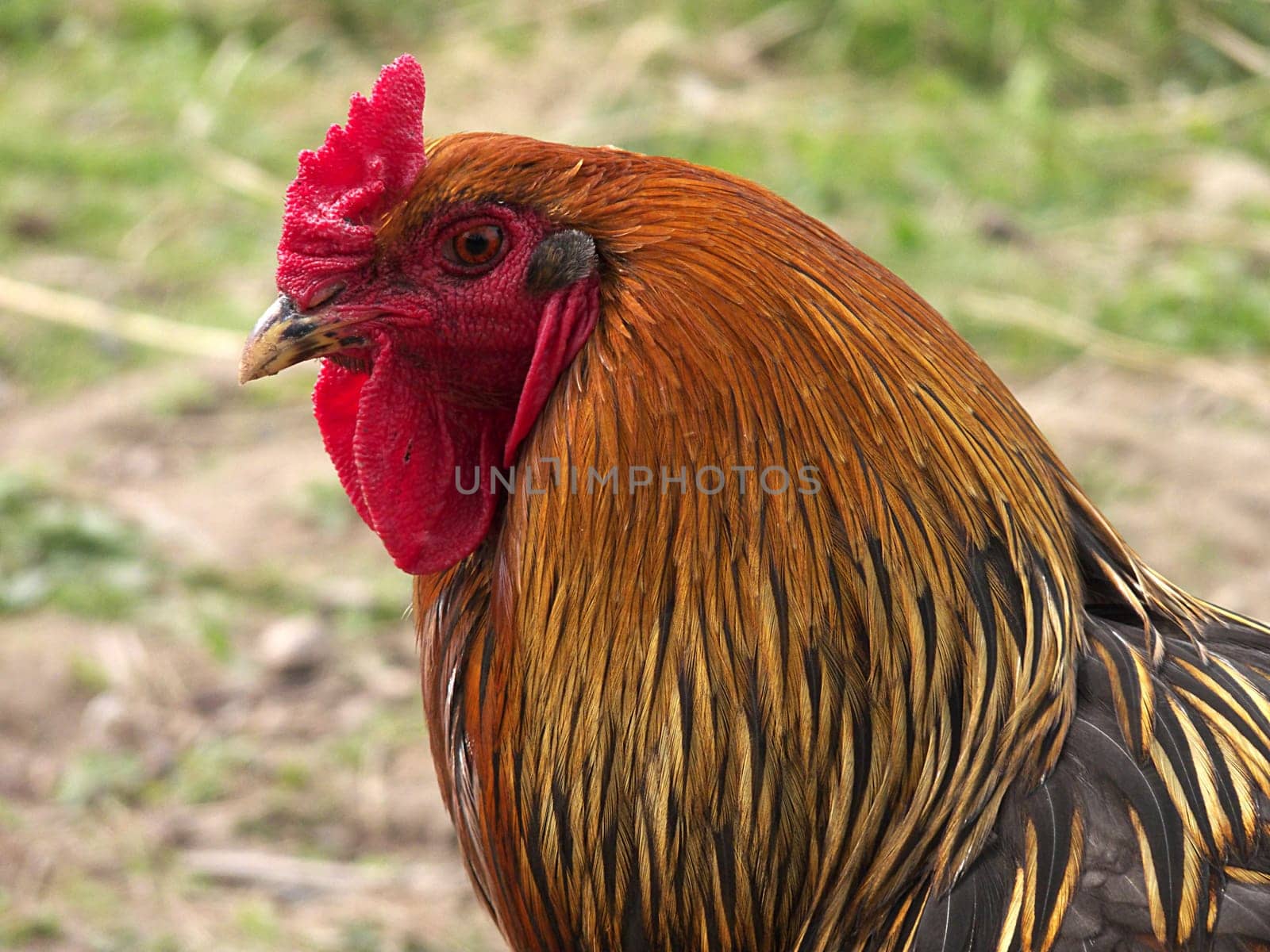 Giant Brahma