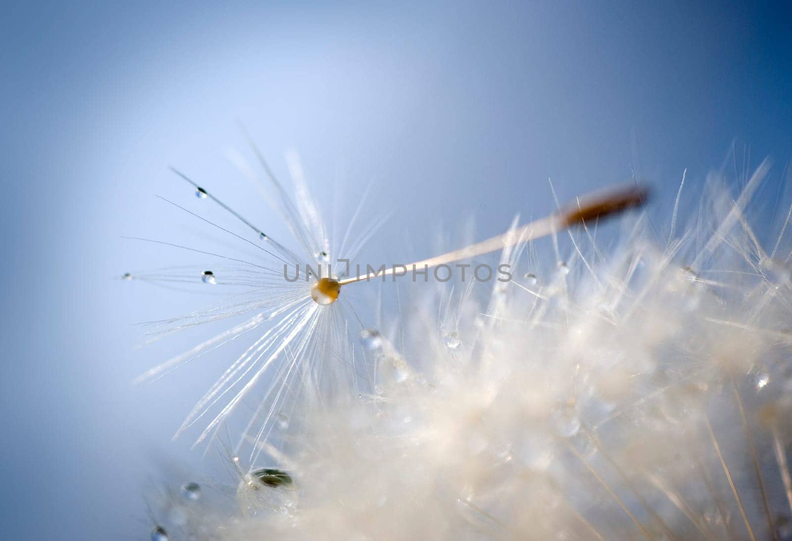 Dandelion