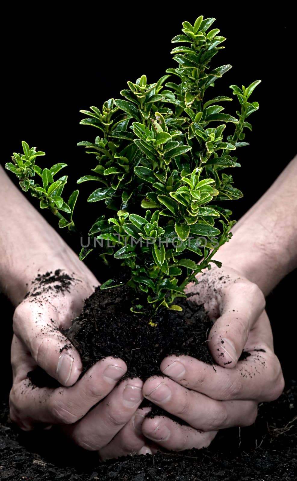 Holding a Tree