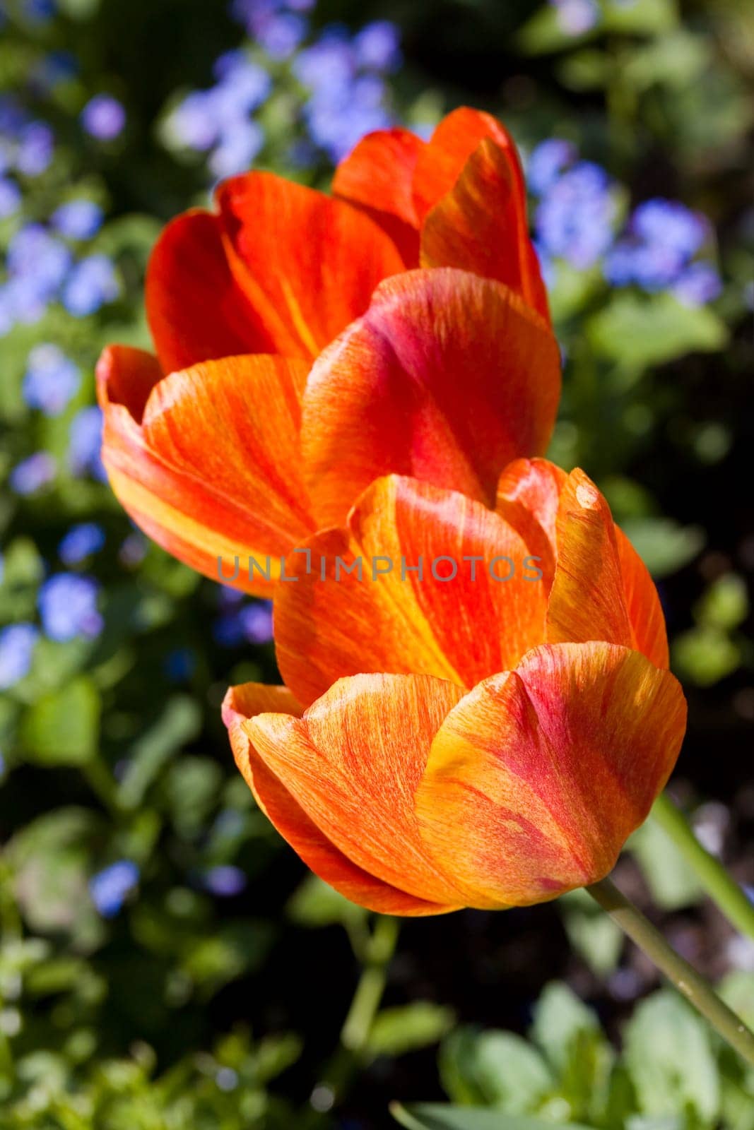Tulip - red,macro