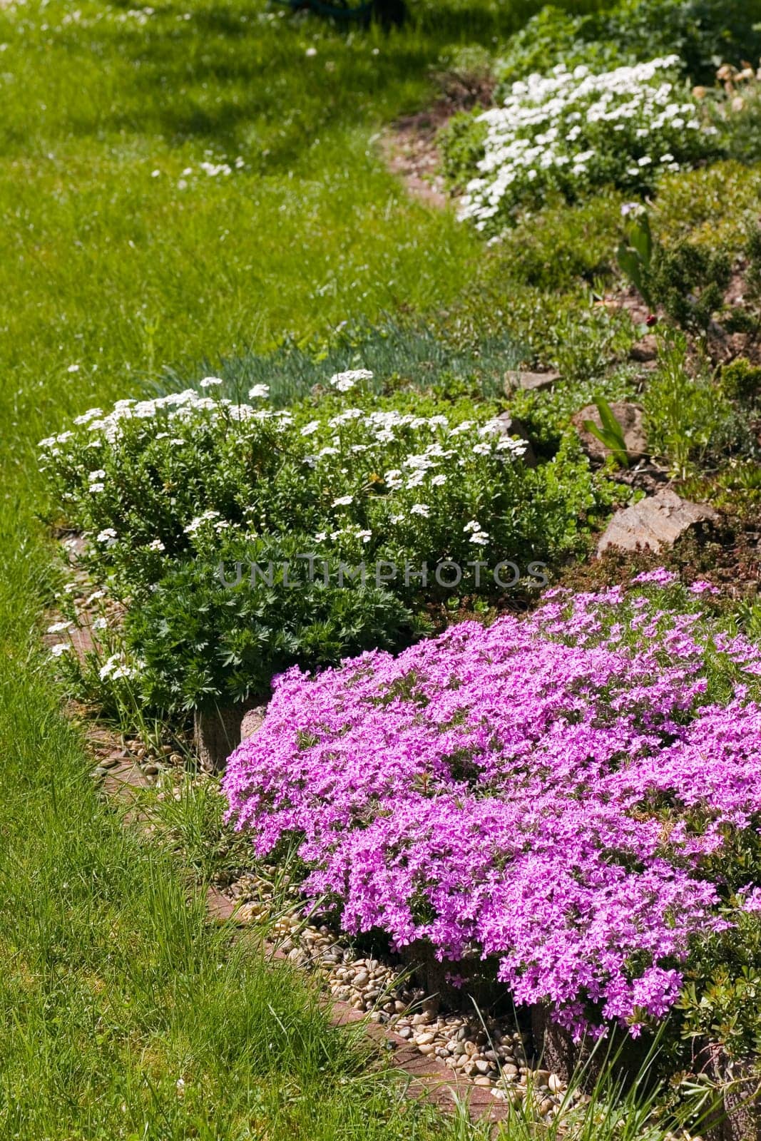 Garden,lime cushion carnation,background