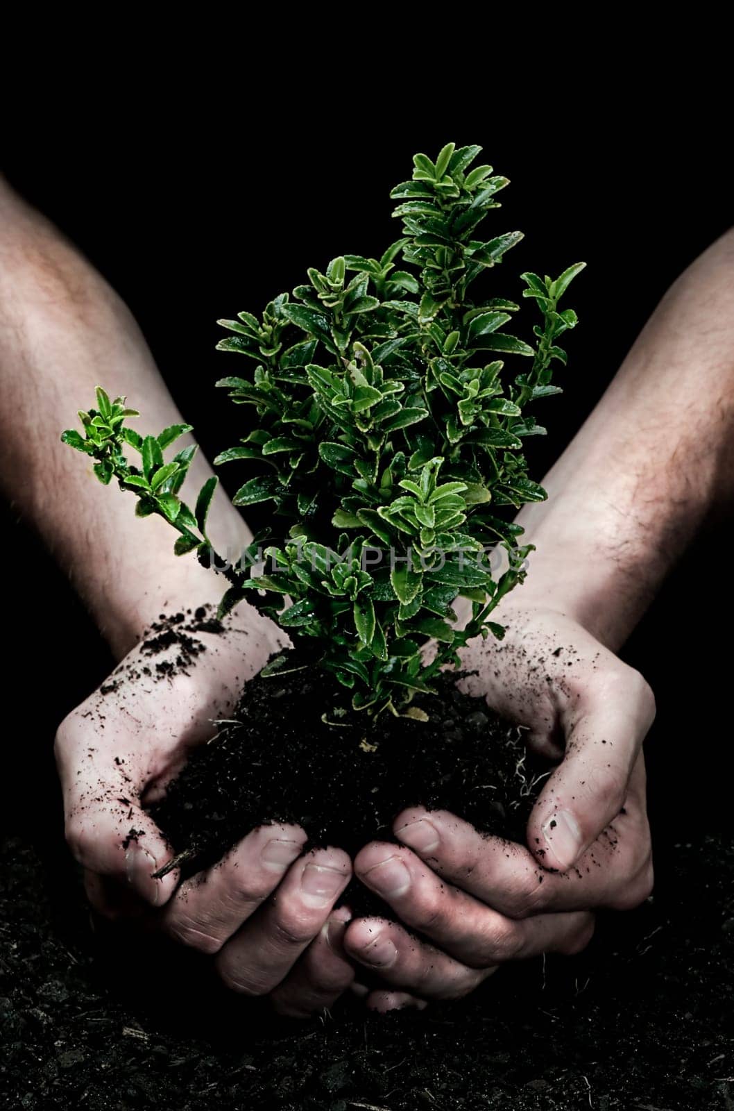 Holding a Tree