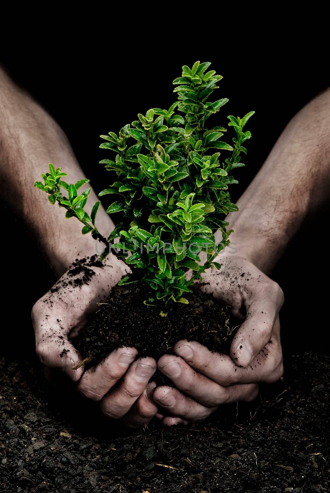 Holding a Tree