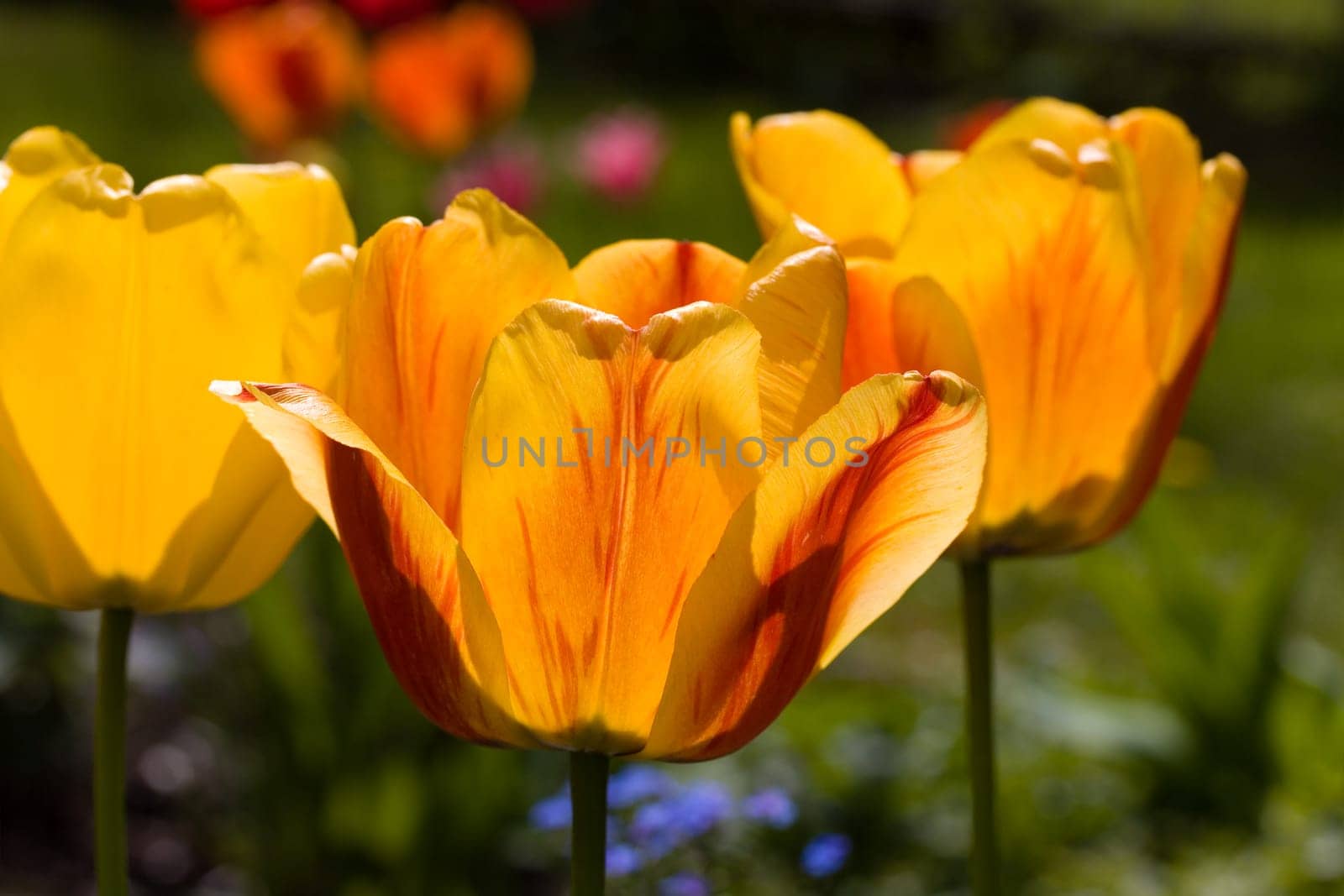 Tulip -yellow- red,macro