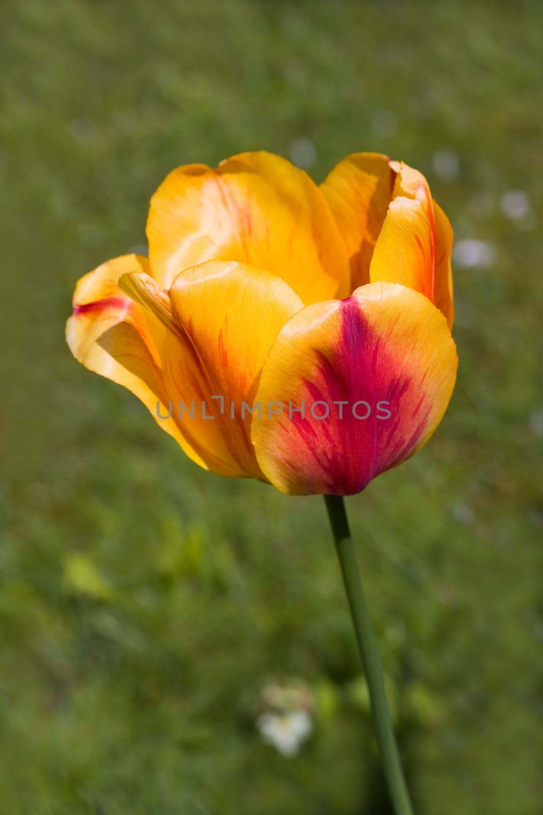 Tulip -yellow- red,macro
