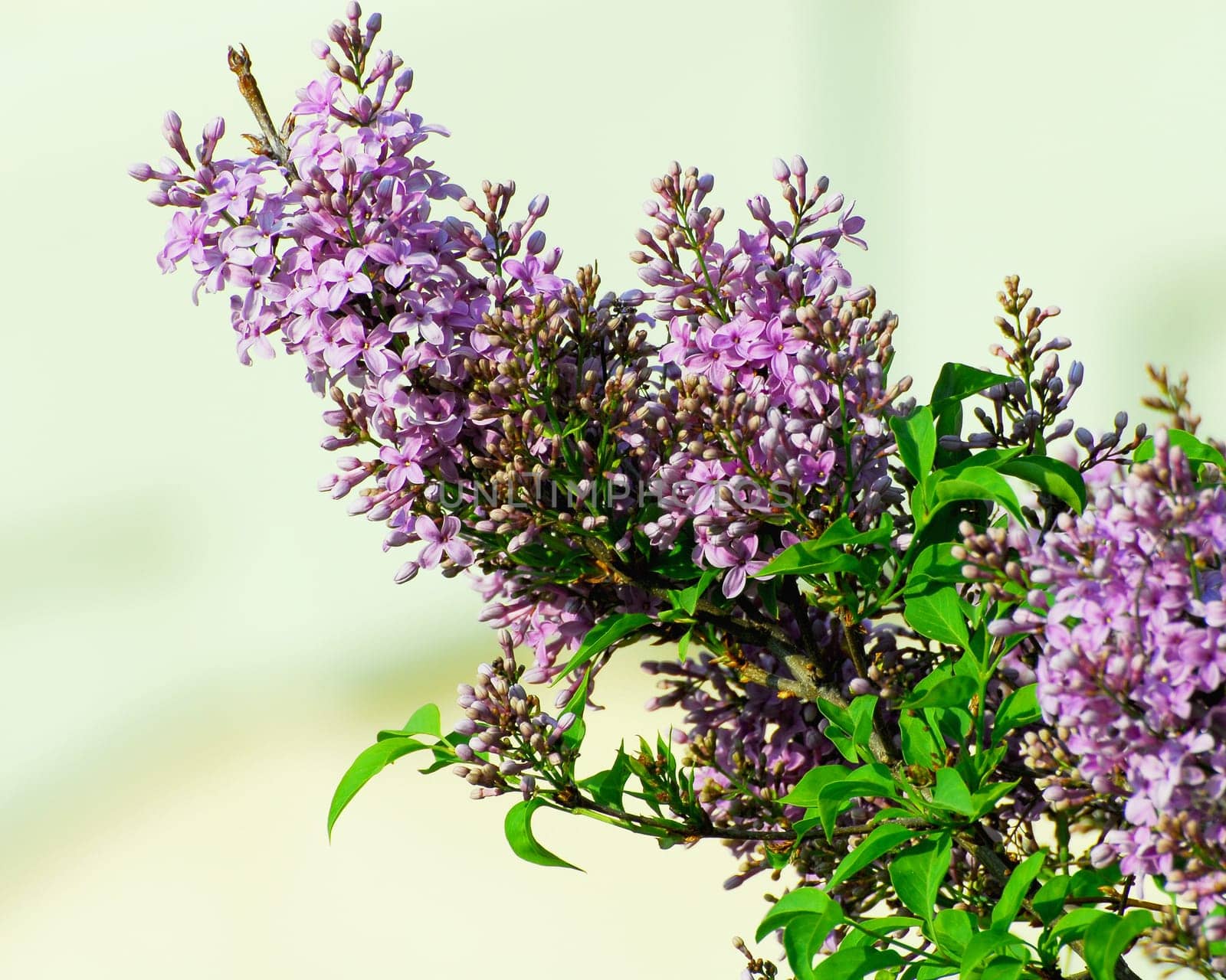 lilac