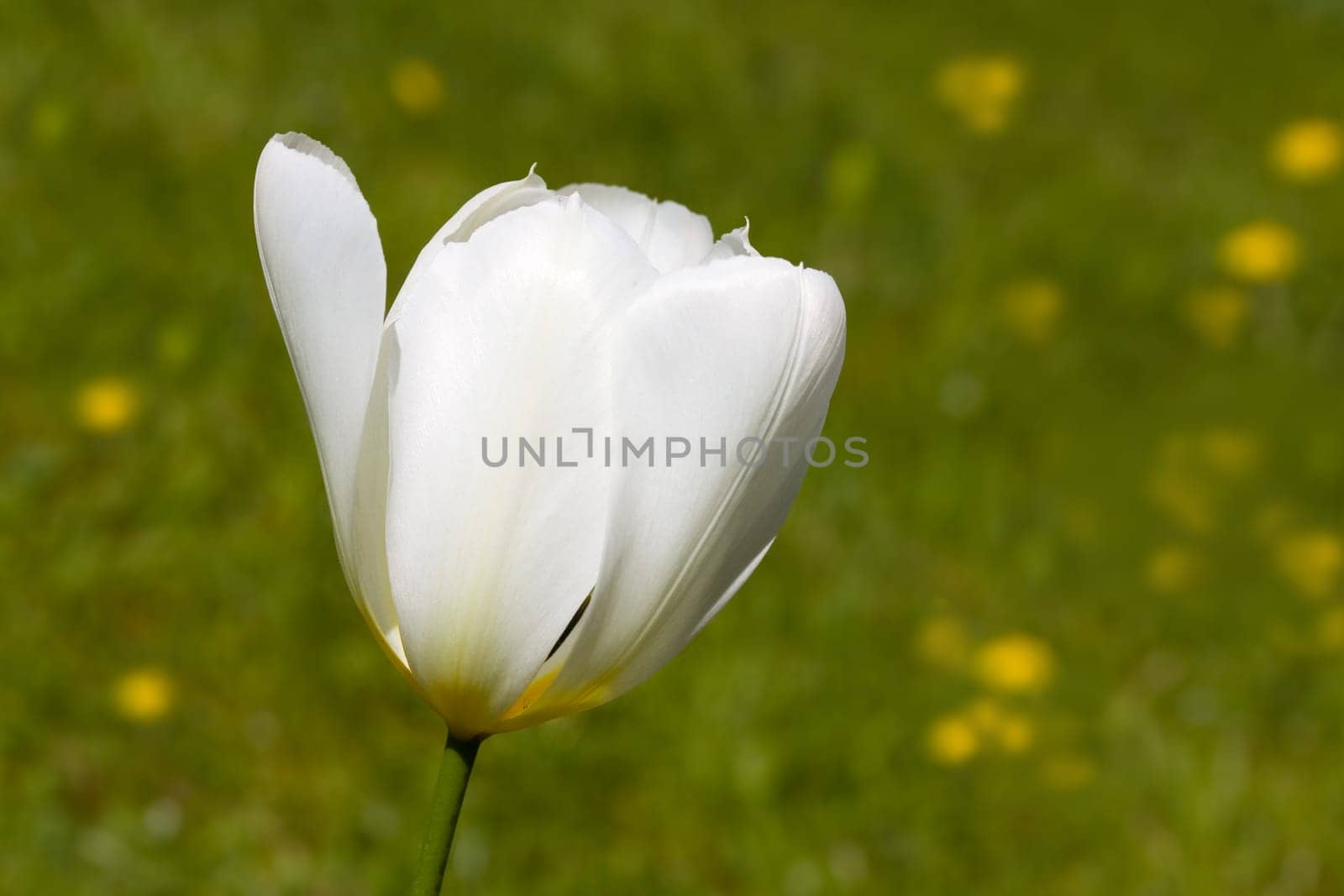 Tulip - white,macro