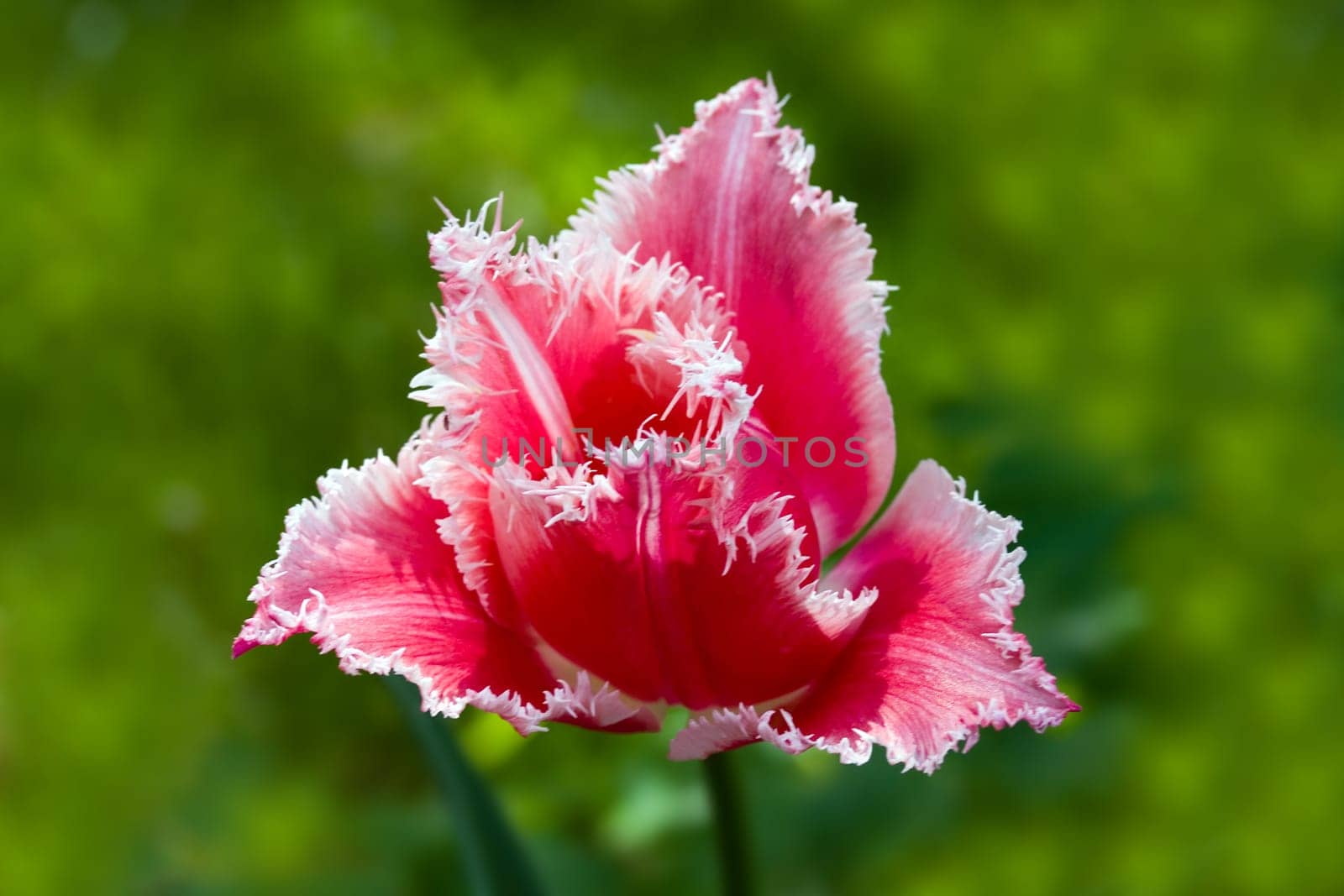 Tulip - red,macro