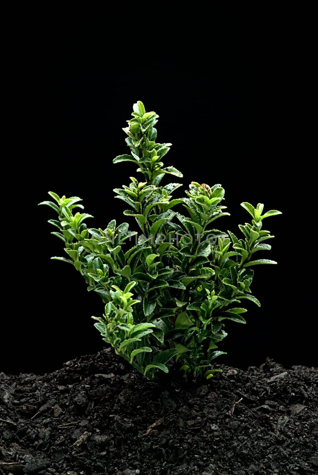 Plant