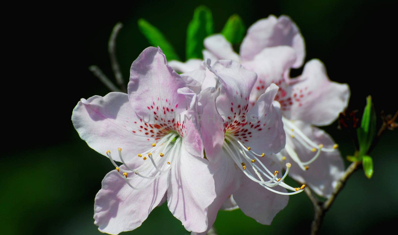 Rhododendron flowers