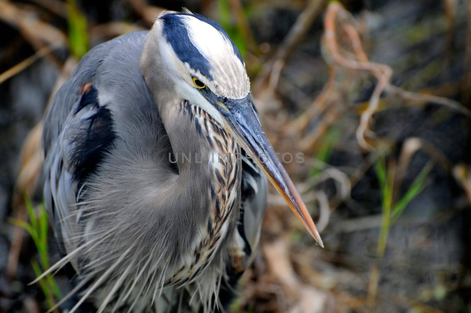 Grey heron