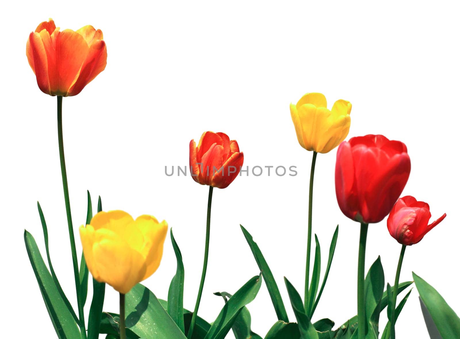 tulip flowers