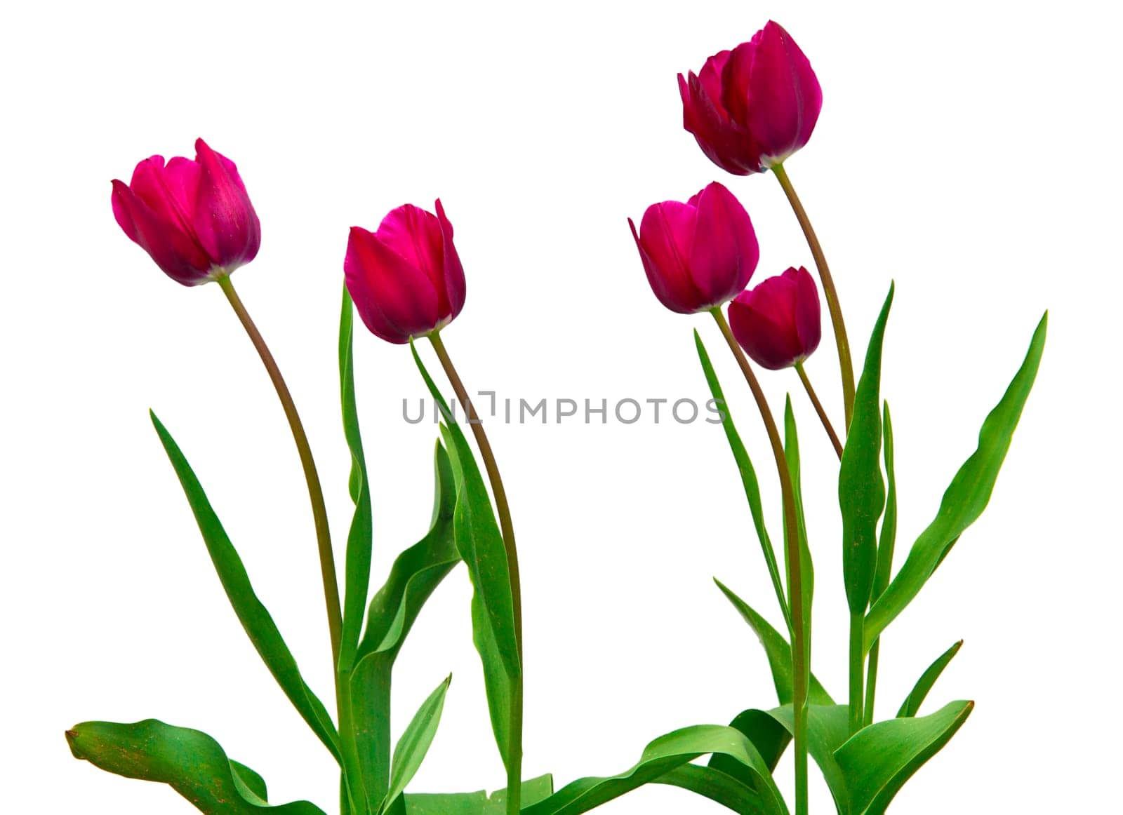 tulip flowers