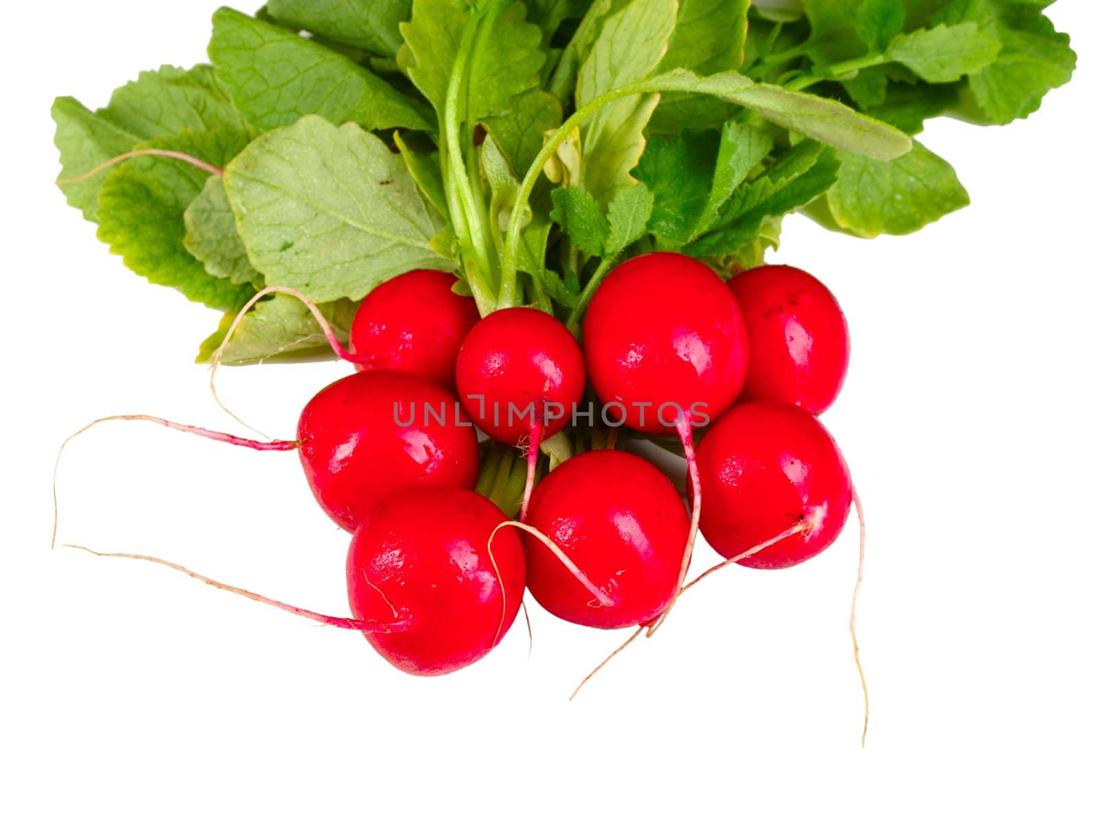 radish background