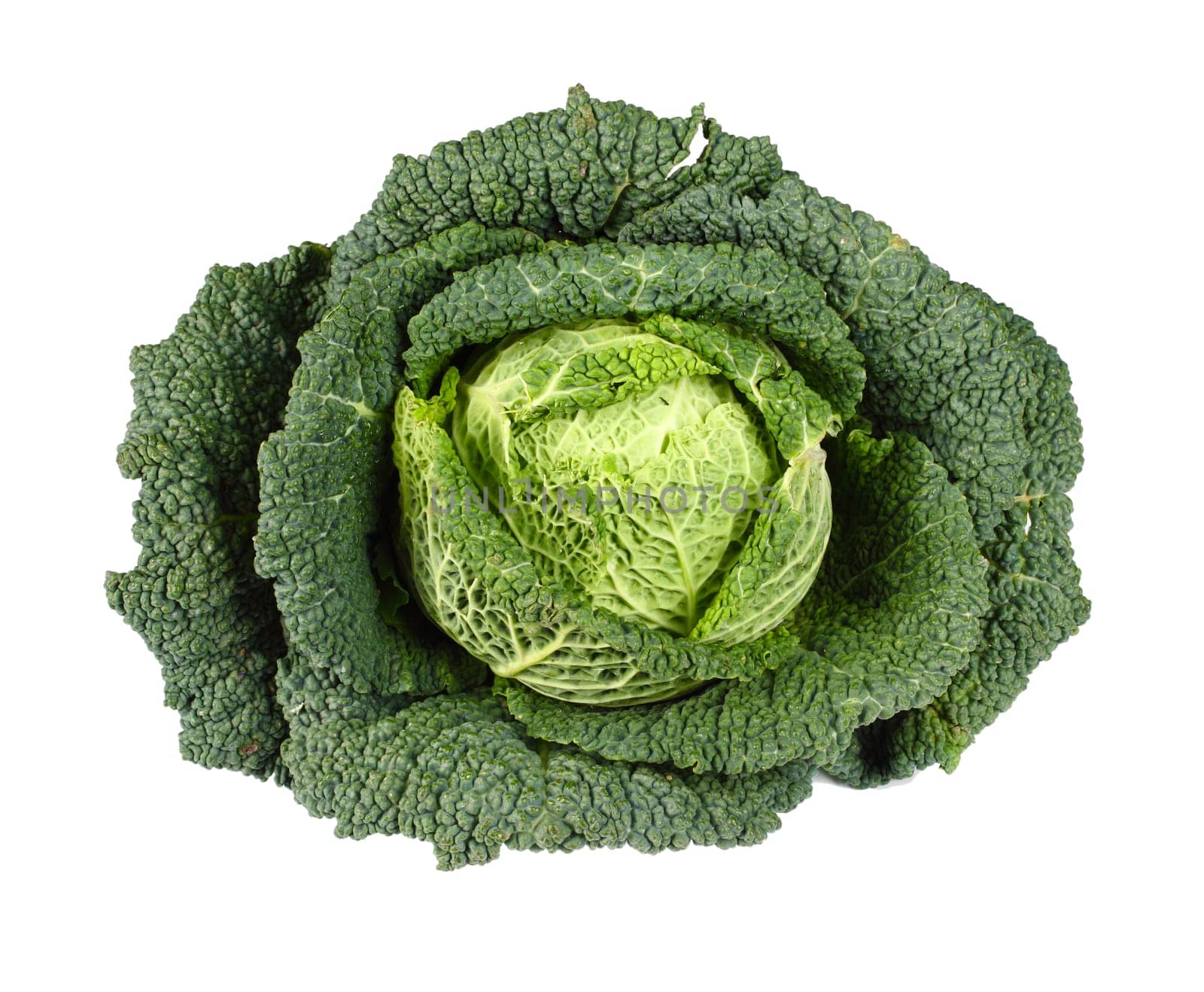 Savoy Cabbage closeup