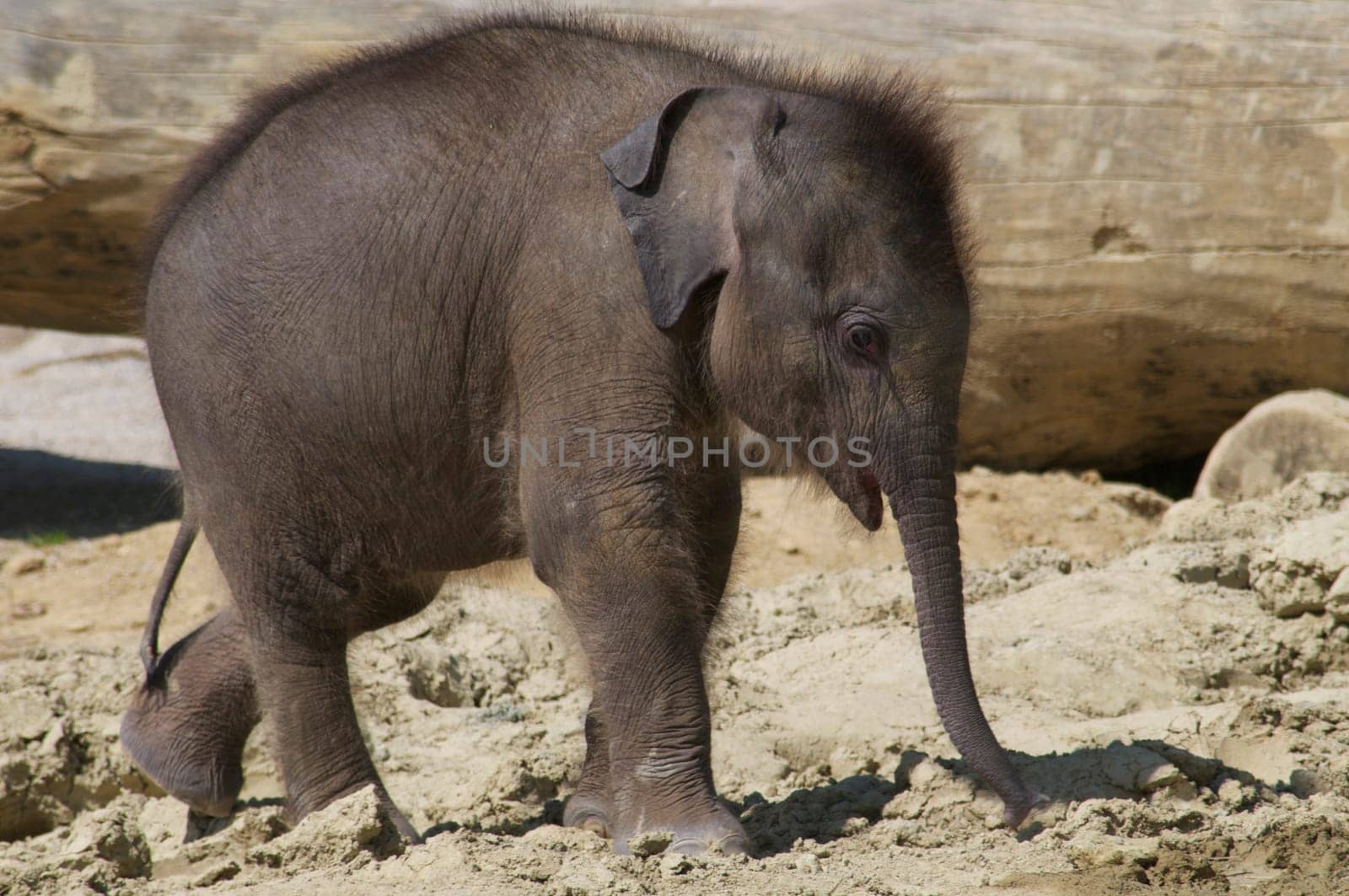 Baby Elephant