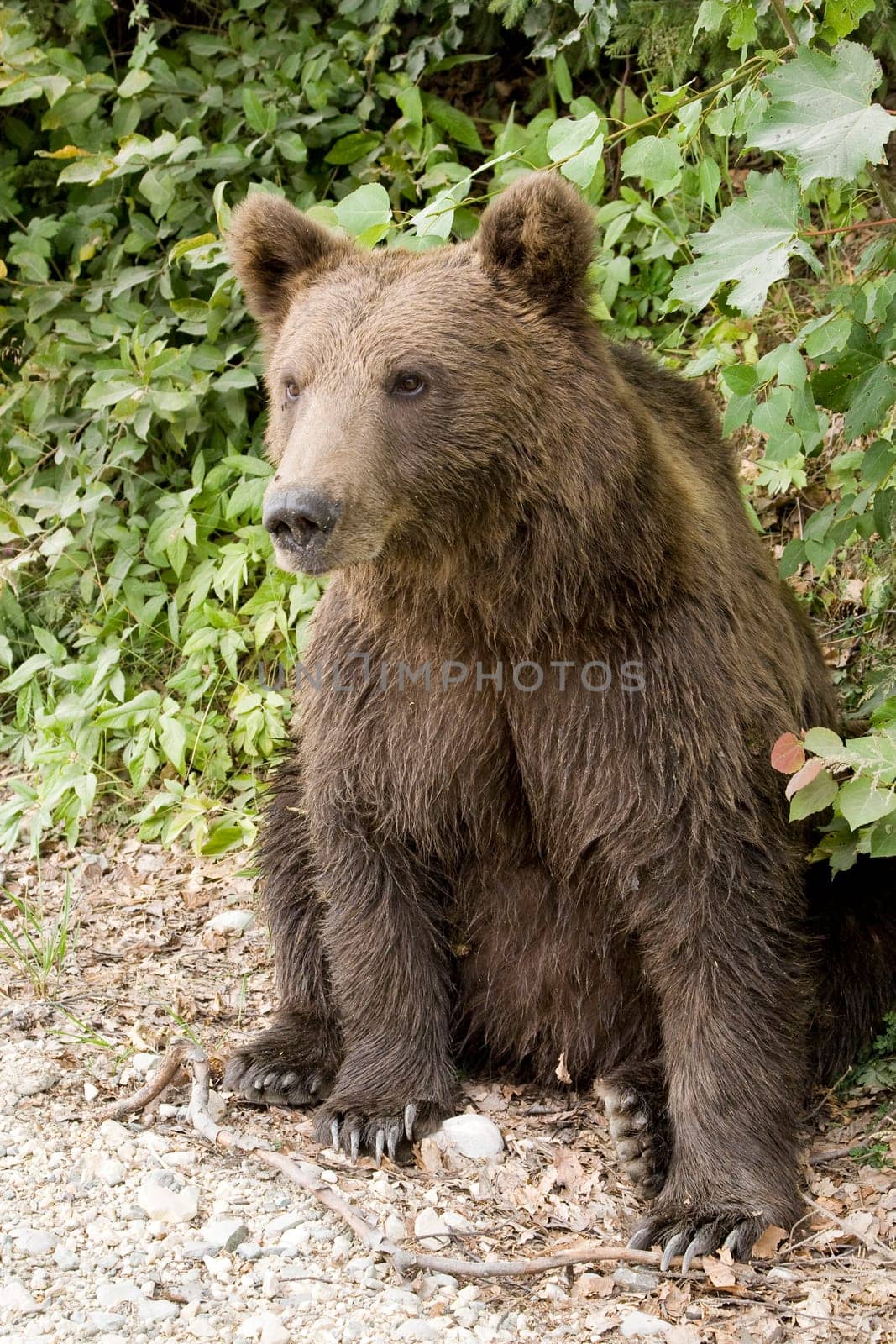 Wild Bear In The Forest