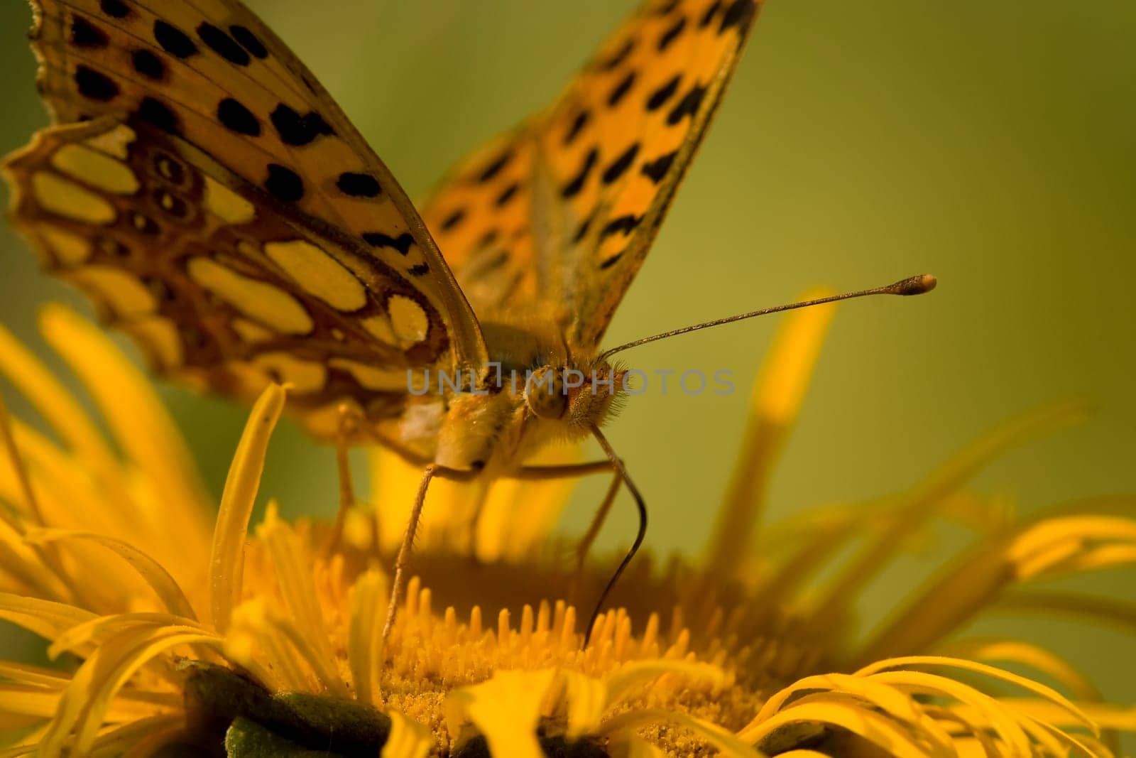 Butterfly Feeding On Yellow Flower
