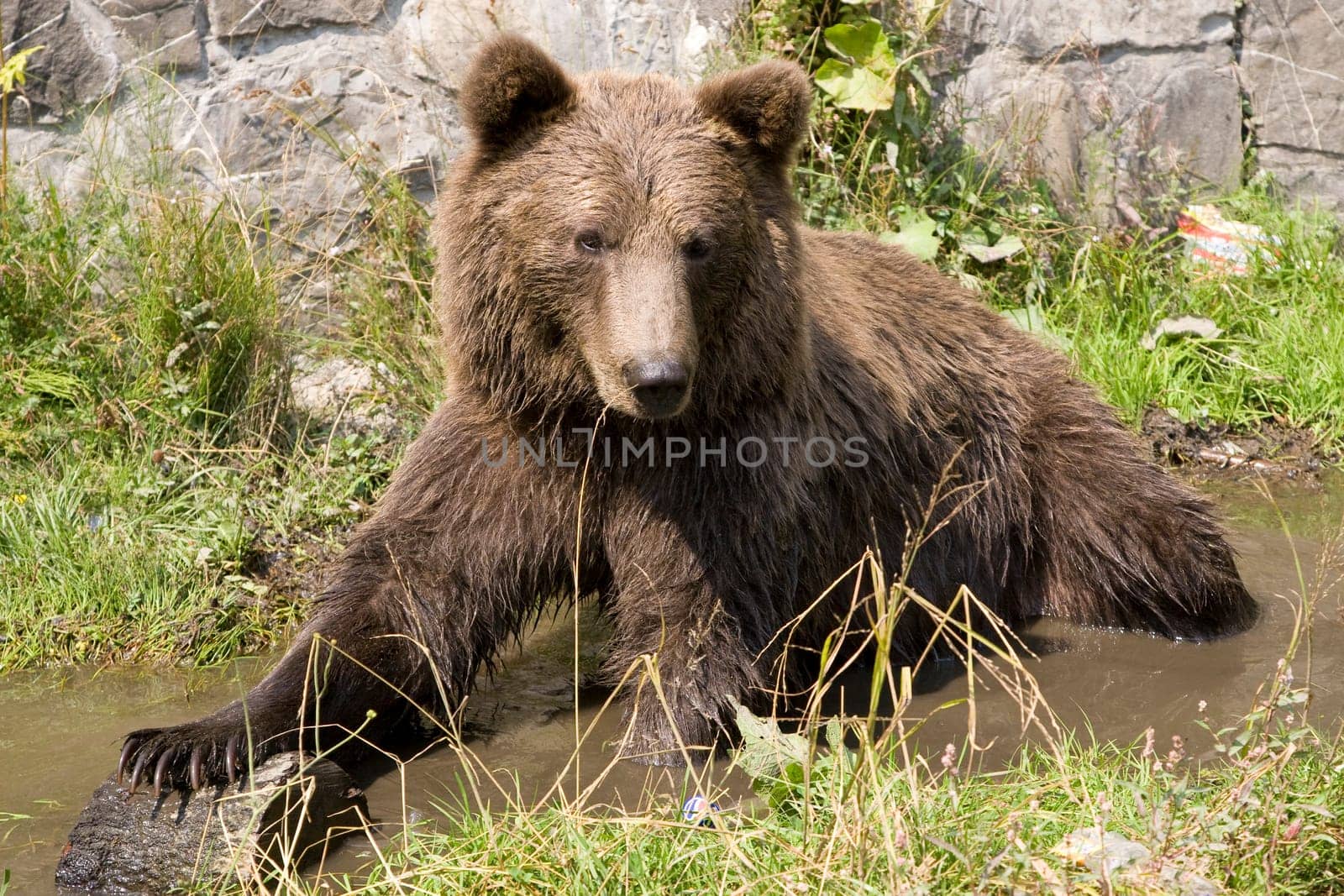 Wild Bear Cooling In Water