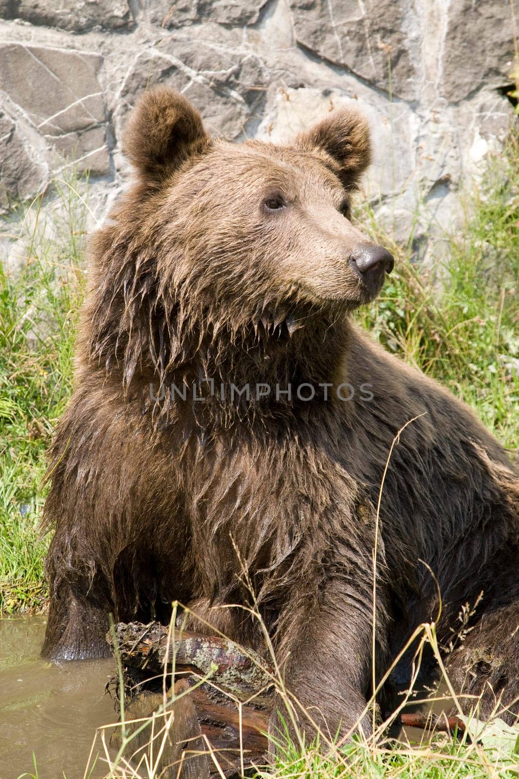 Wild Bear Cooling In Water