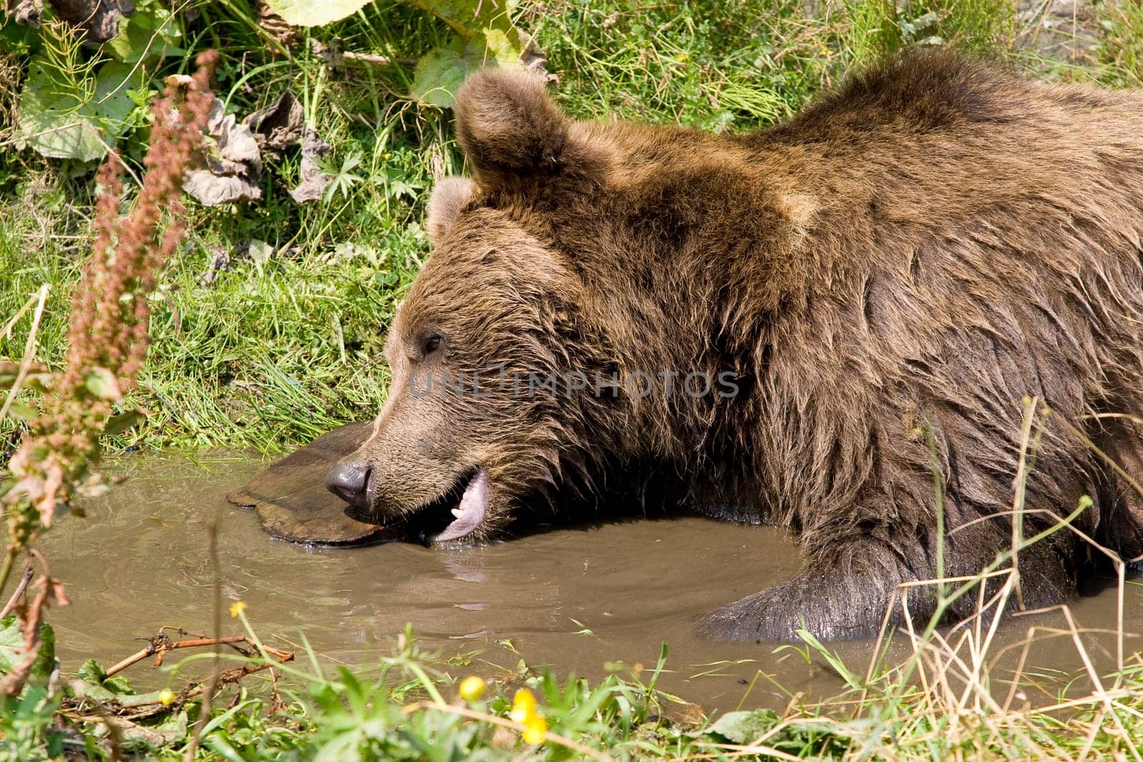 Wild Bear Cooling In Water