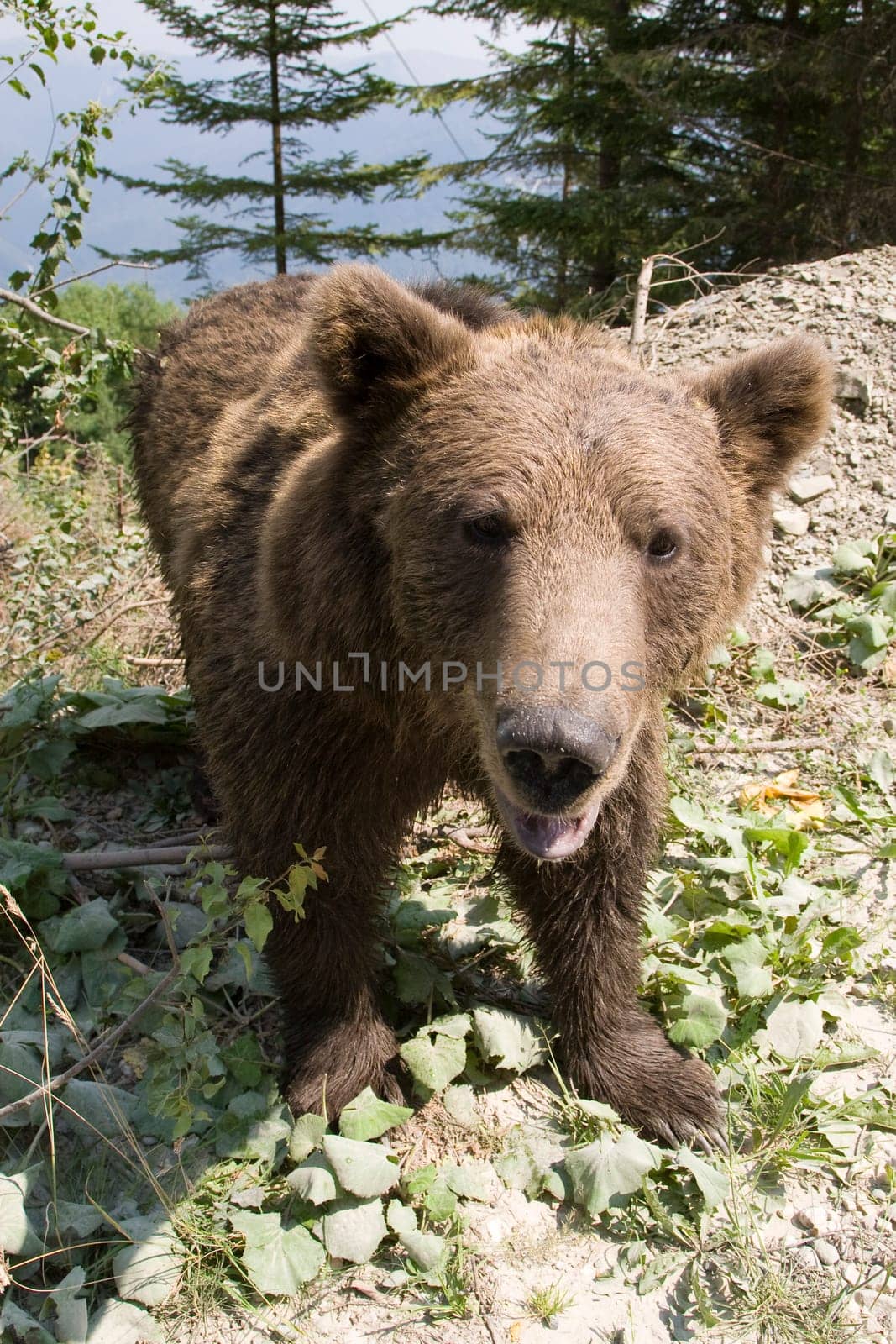Wild Bear In The Forest