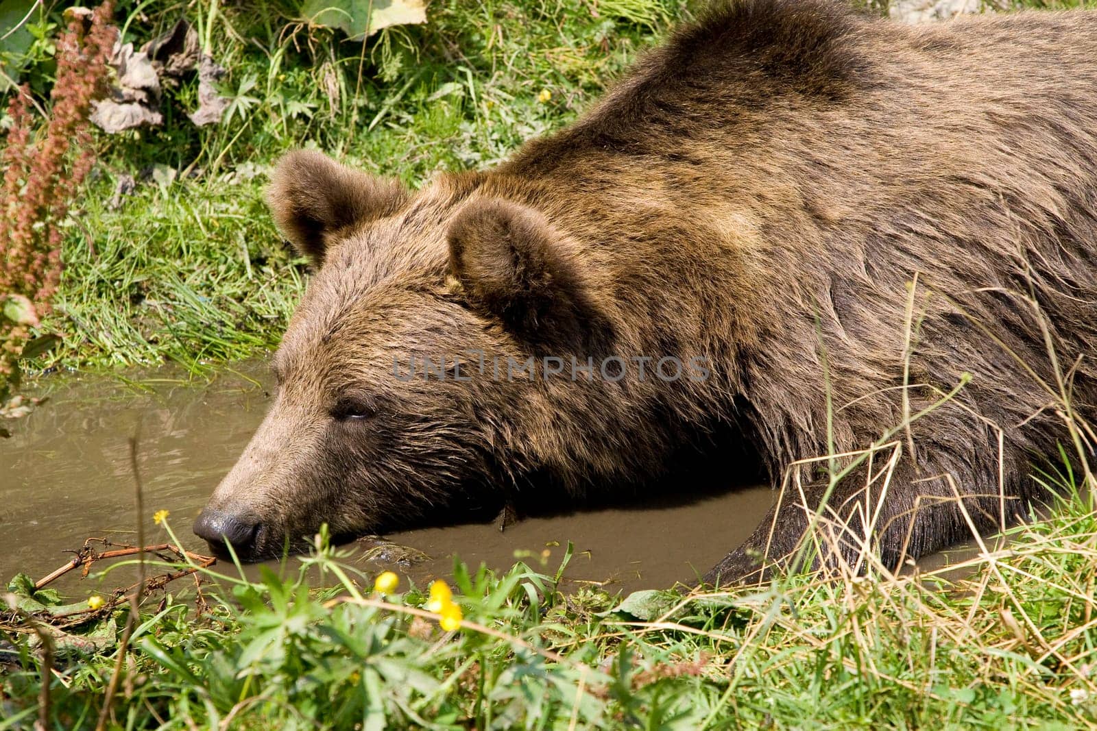 Wild Bear Cooling In Water