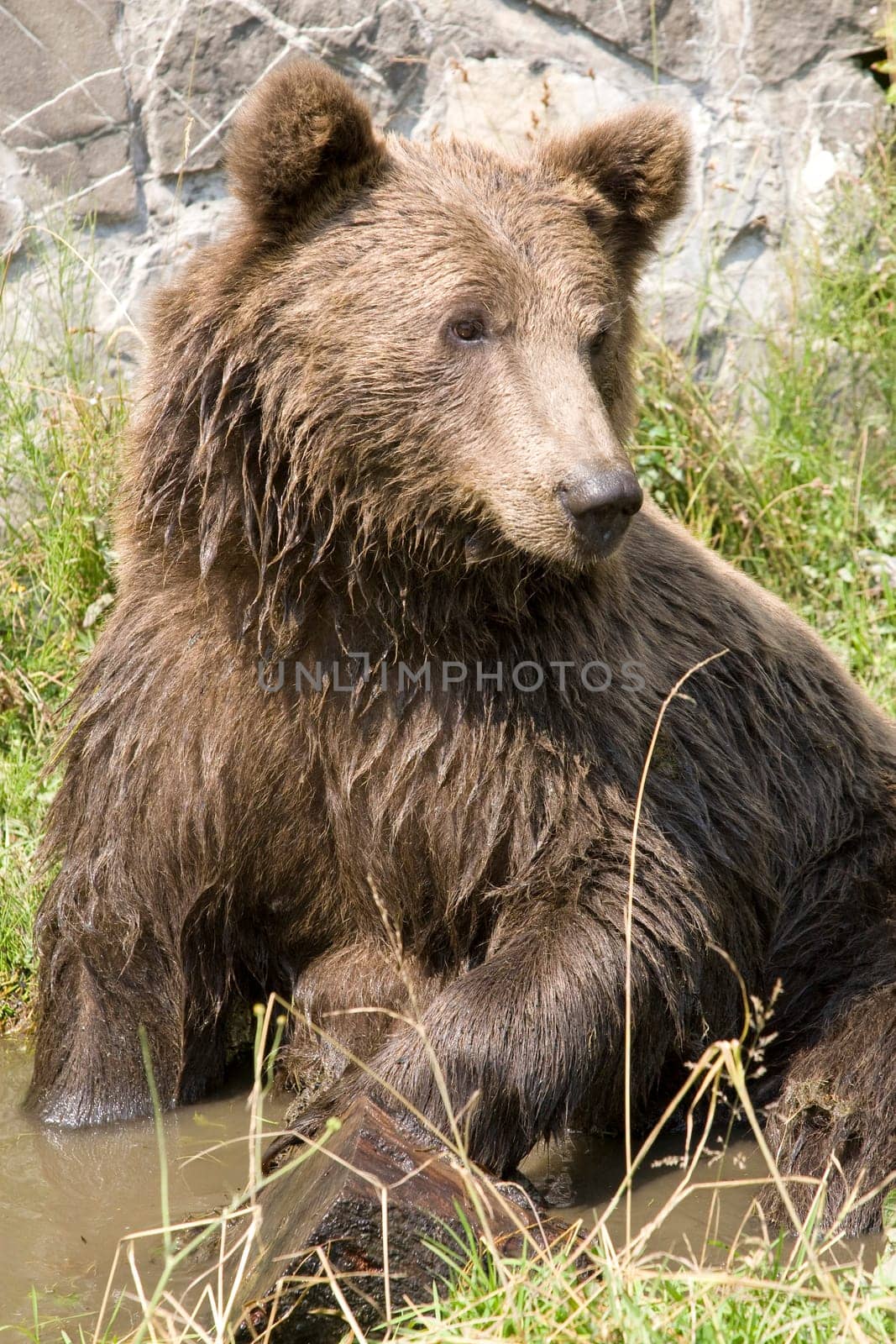 Wild Bear Cooling In Water