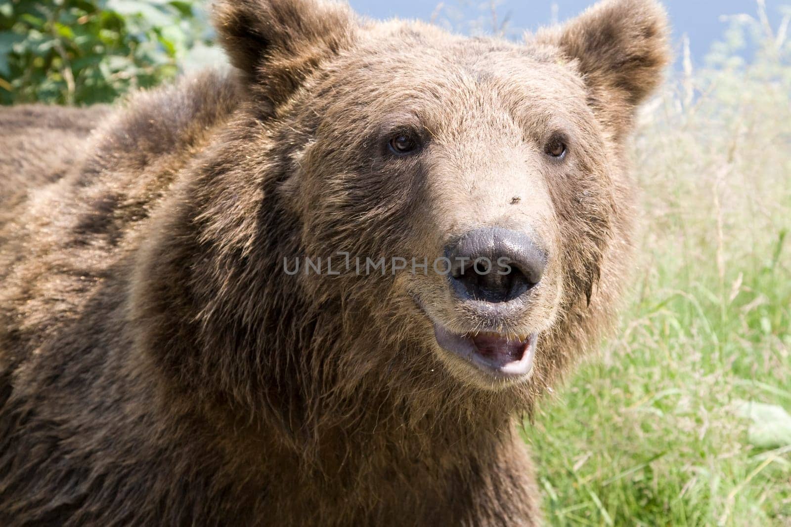 Wild Bear In The Forest