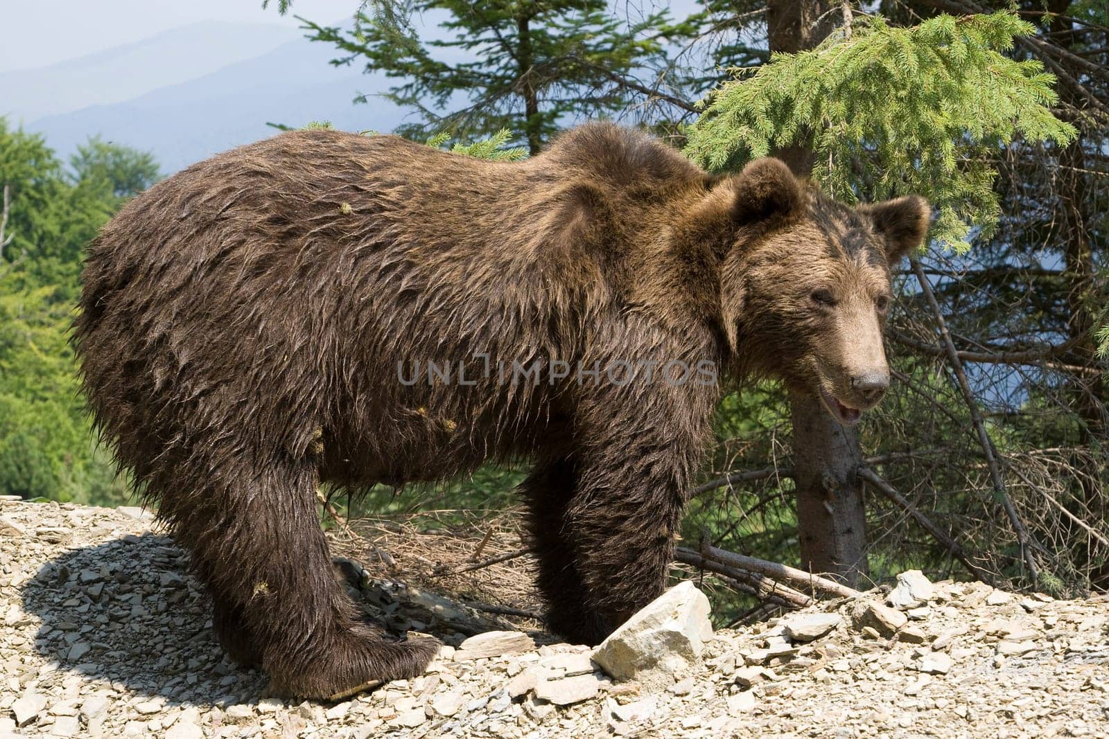 Wild Bear In The Forest