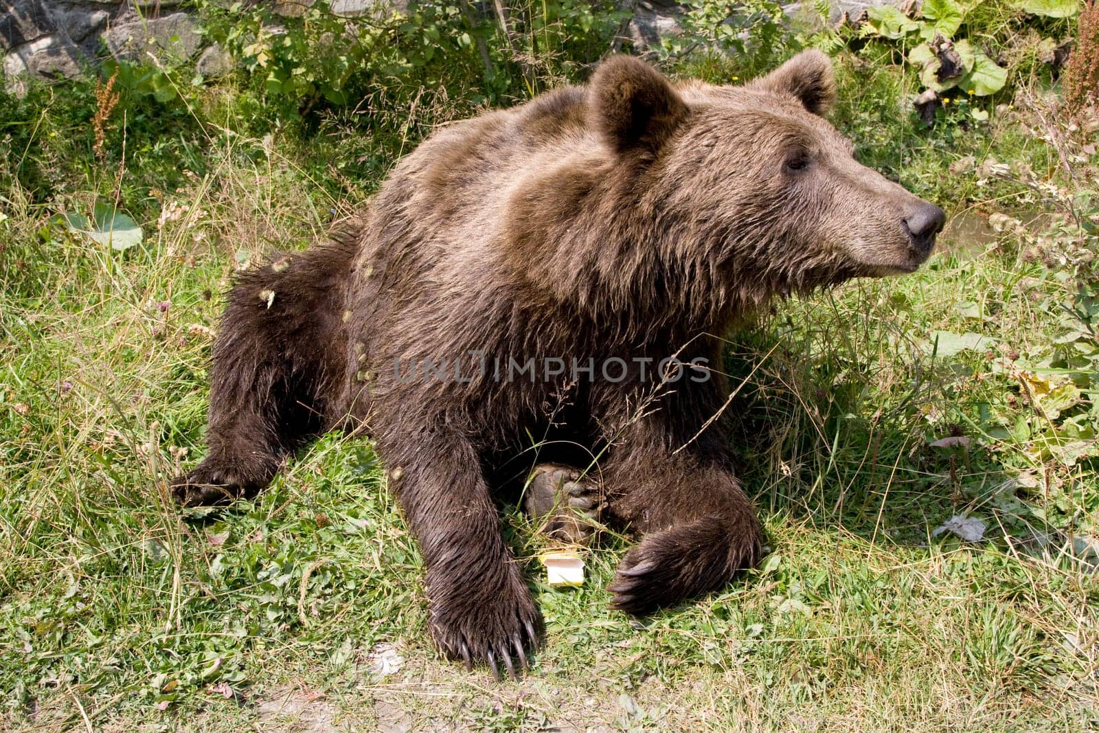 Wild Bear Cooling In Water
