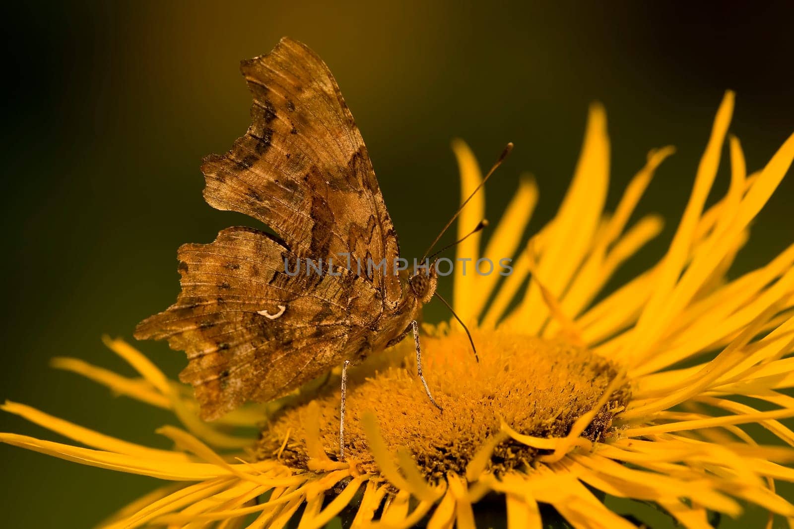 Butterfly Feeding On Yellow Flower