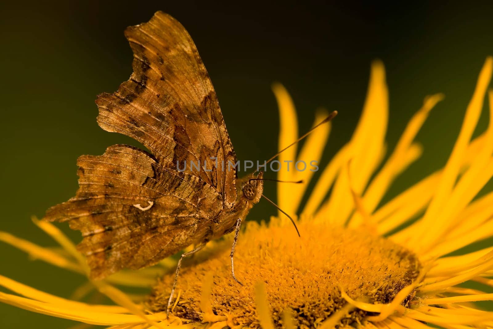 Butterfly Feeding On Yellow Flower