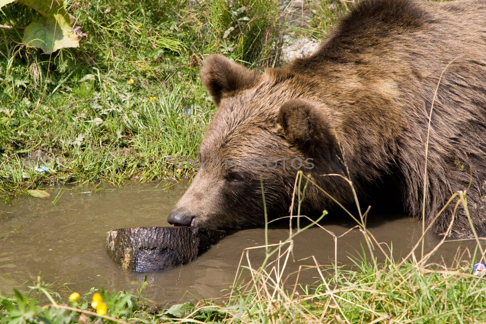 Wild Bear Cooling In Water