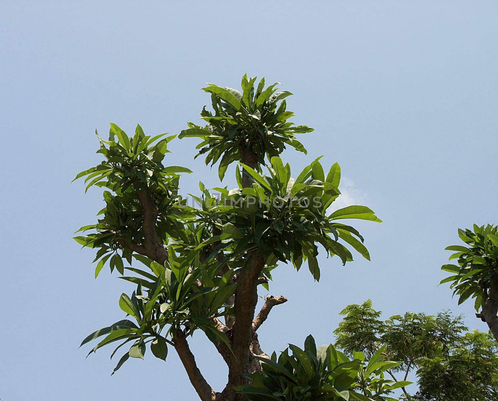 Palm trees in front of a blue sky