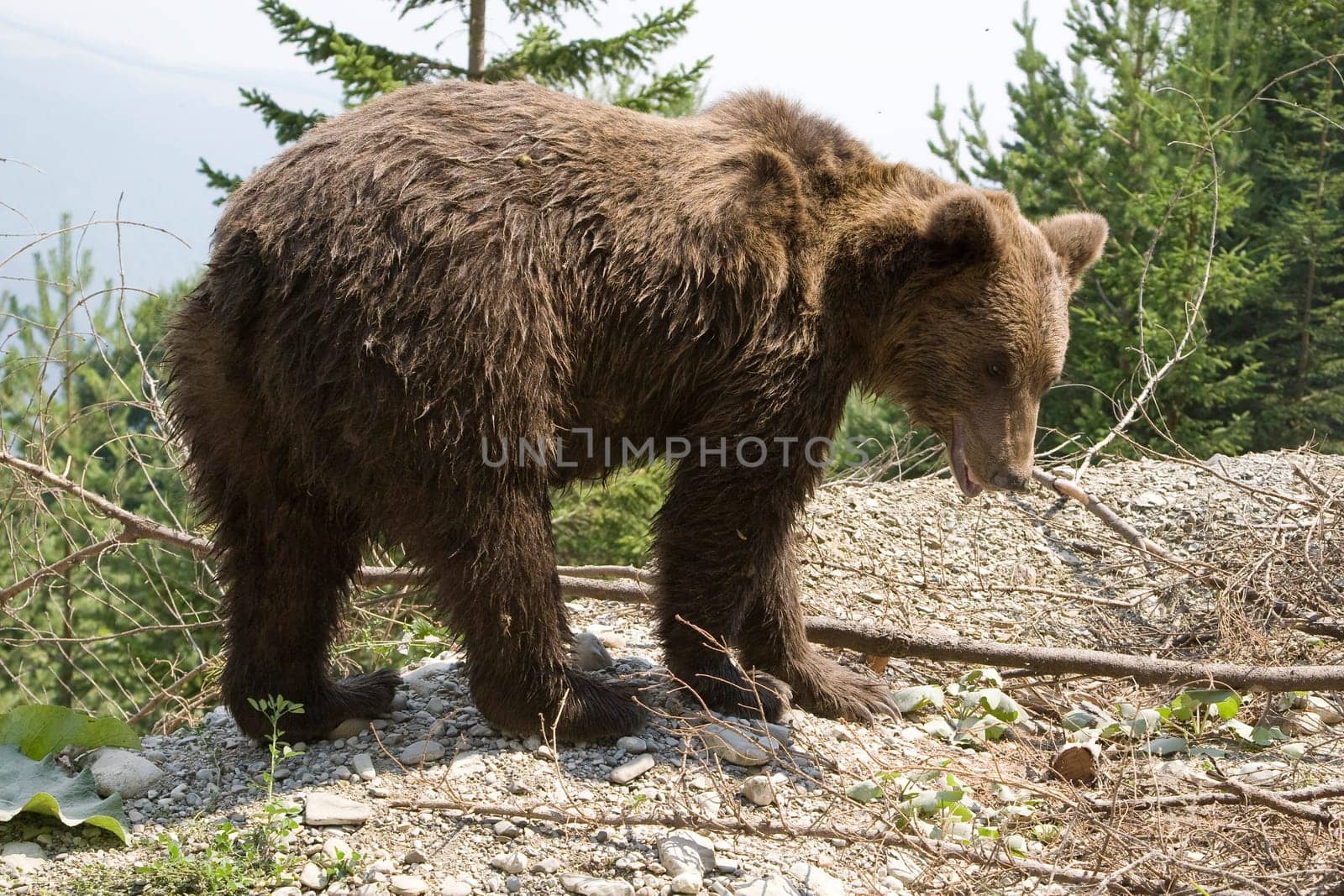 Wild Bear In The Forest