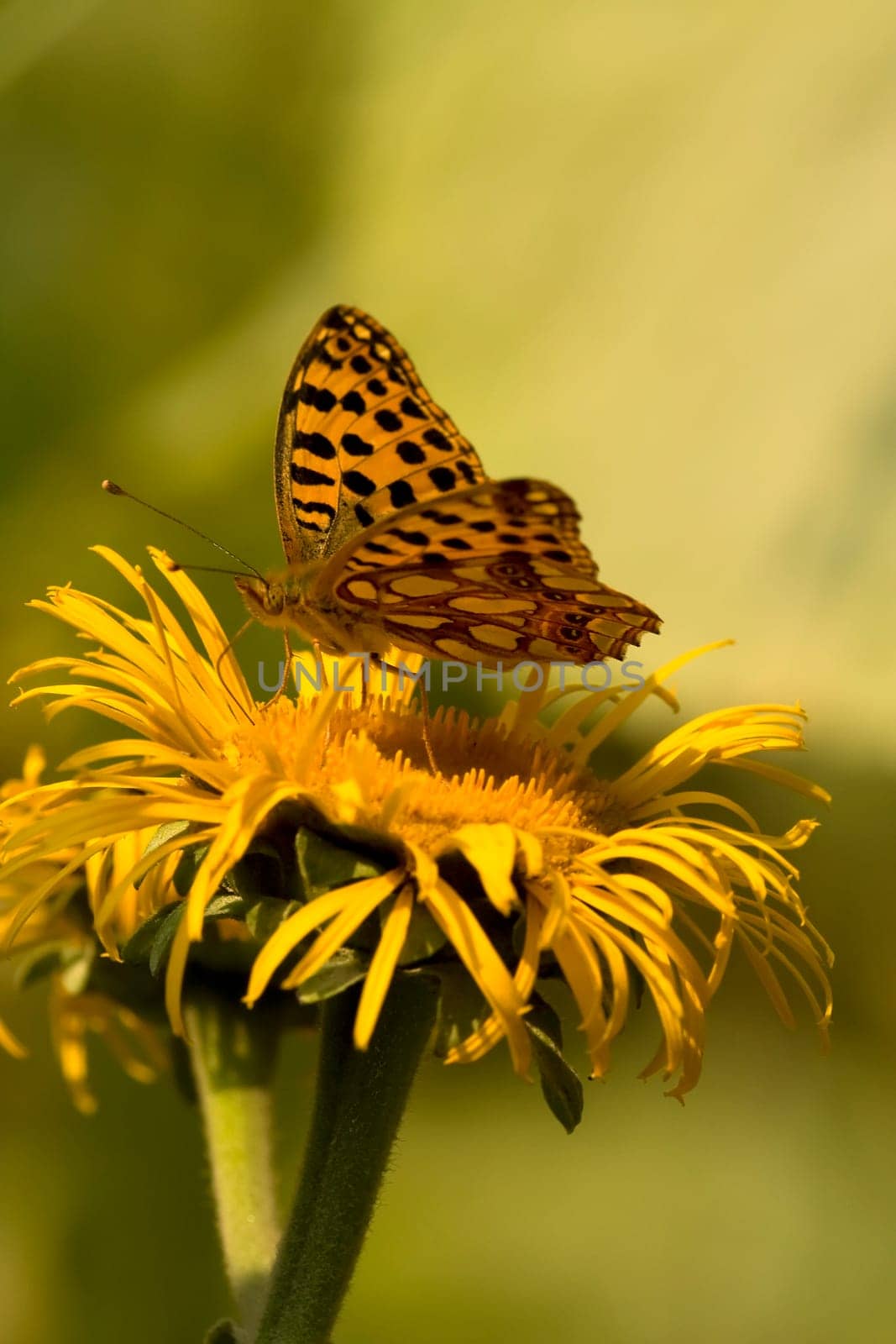 Butterfly Feeding On Yellow Flower