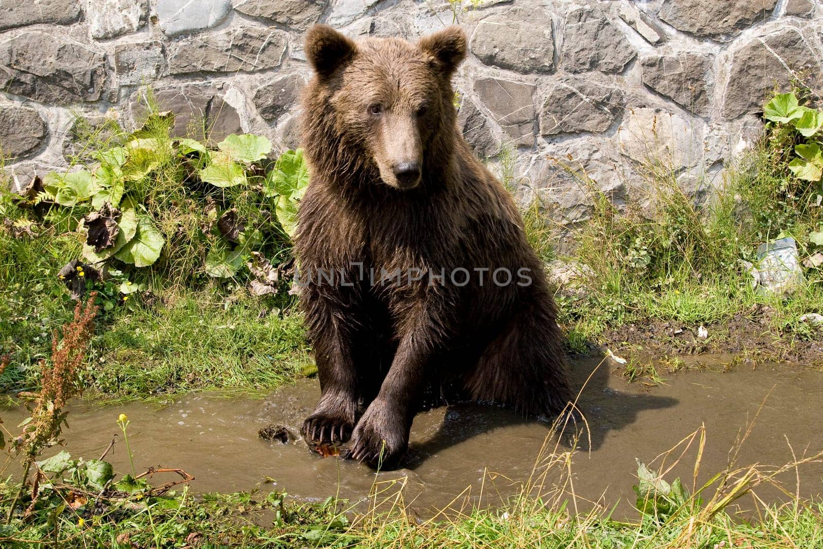 Wild Bear Cooling In Water