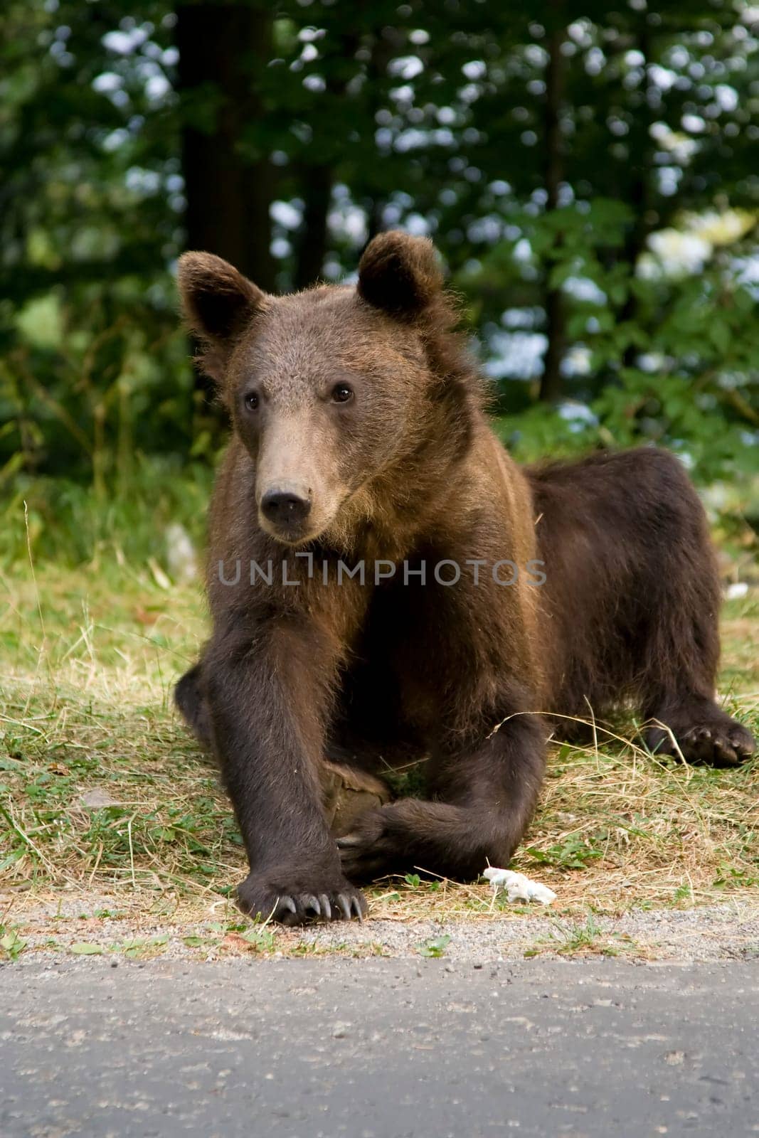 Young wild bear sitting on the grass