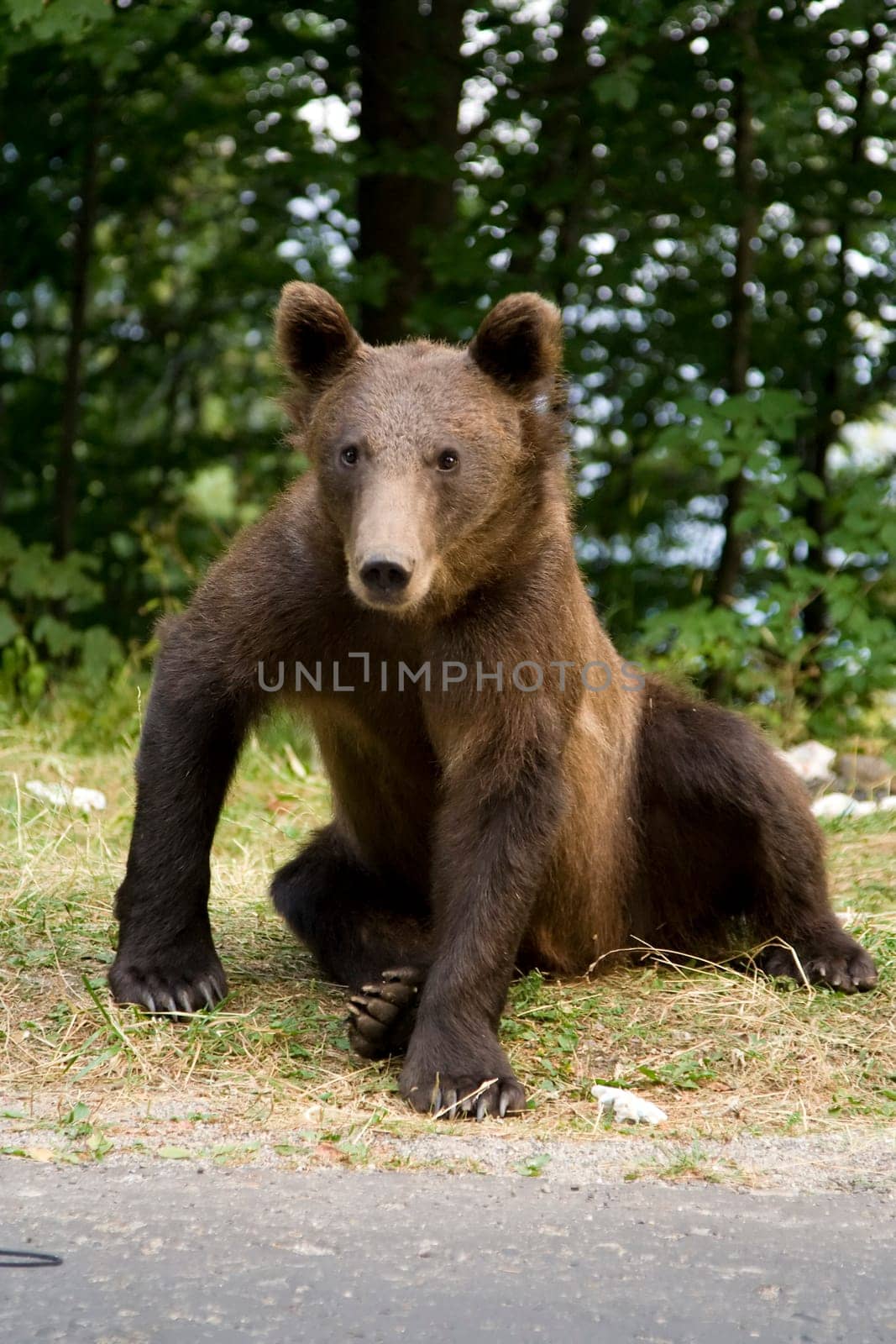Young wild bear sitting on the grass
