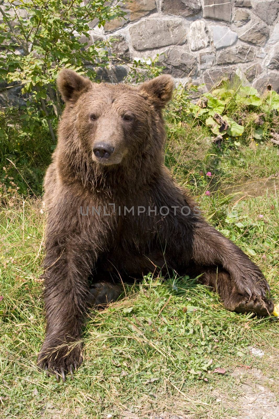 Wild Bear Cooling In Water