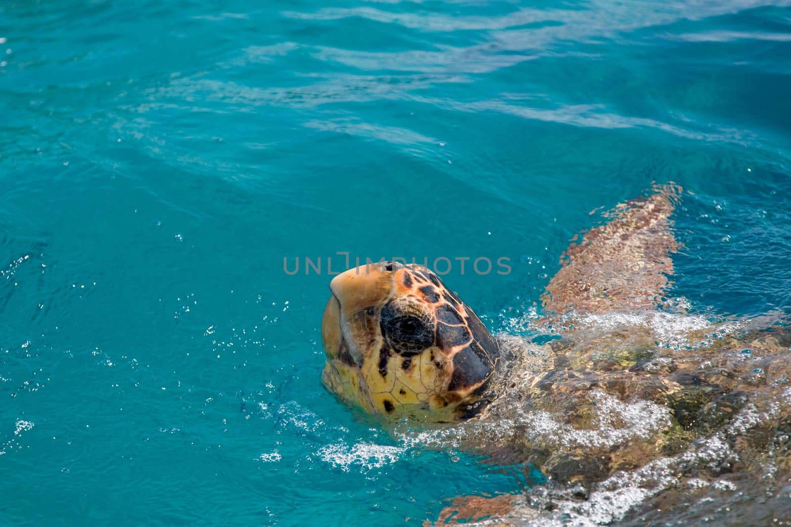 Loggerhead Sea Turtle
