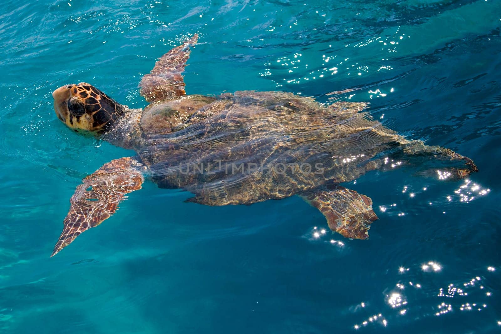 Loggerhead Sea Turtle