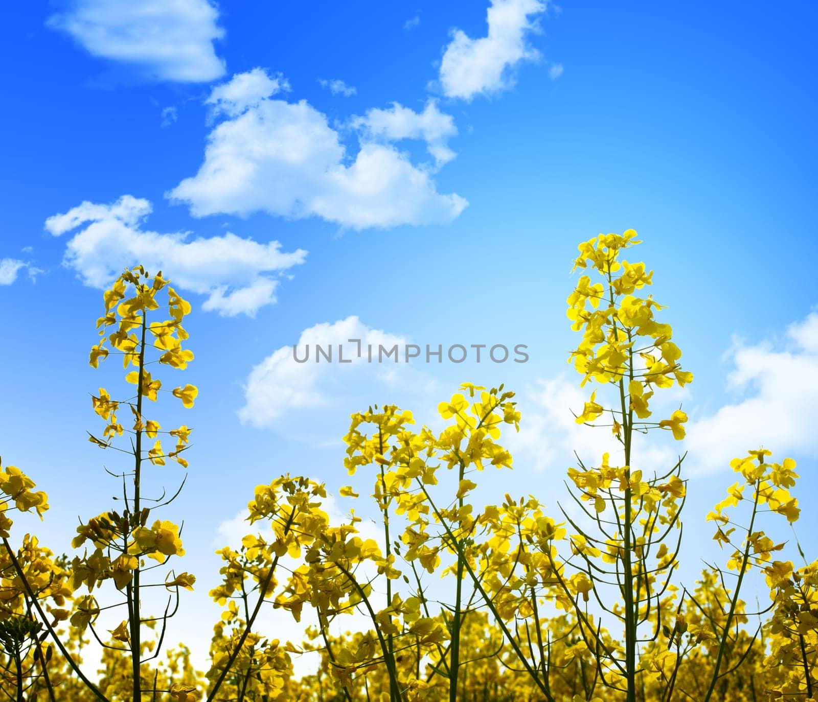 yellow flowers and blue sky