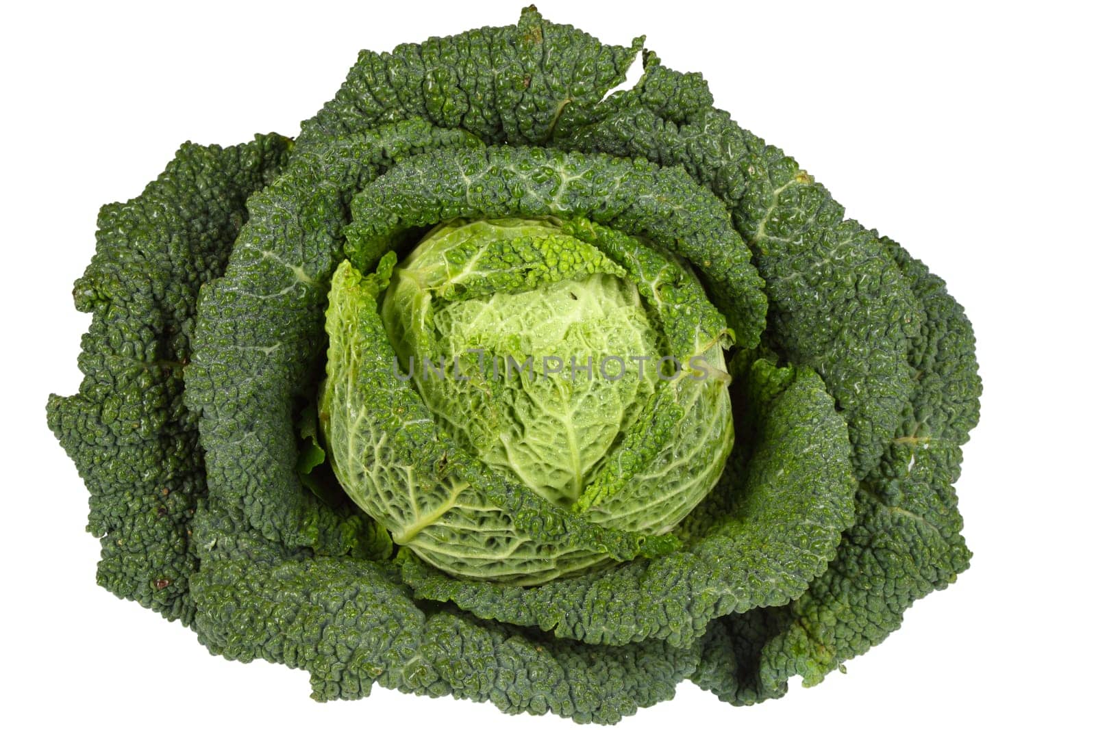 Savoy Cabbage