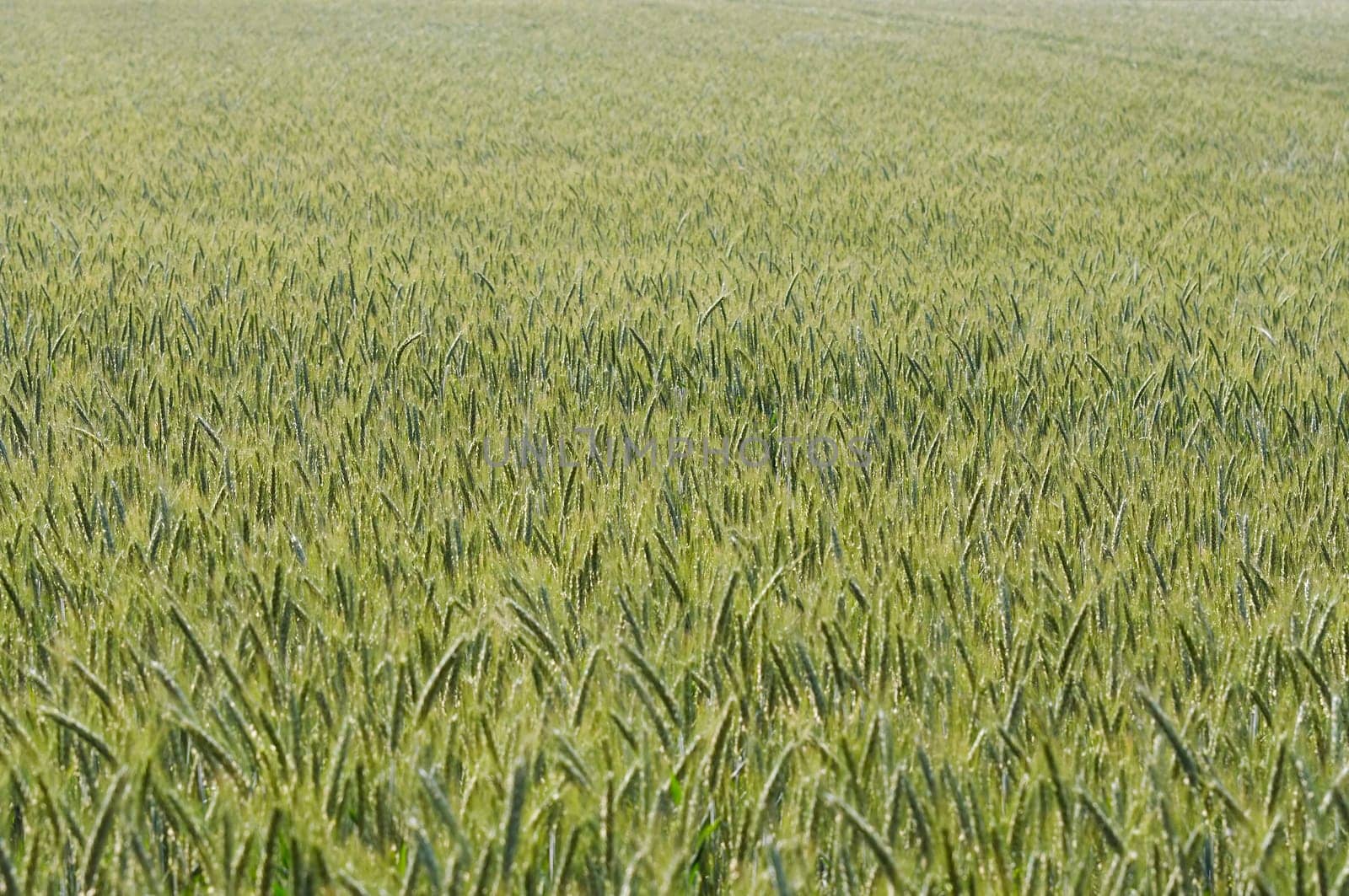 cultivated oats