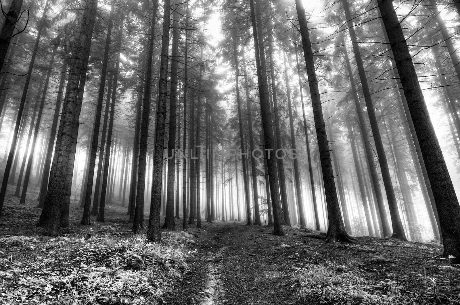 forest at early morning - morning mist