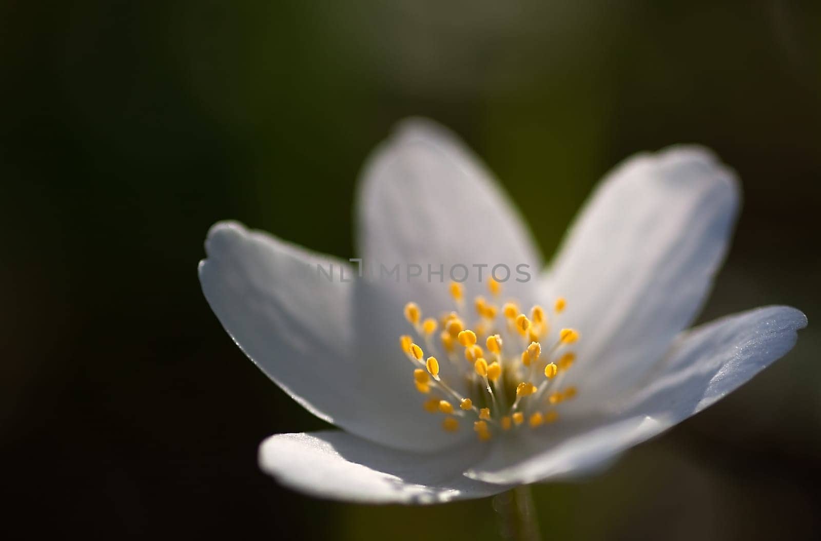Wood anemone