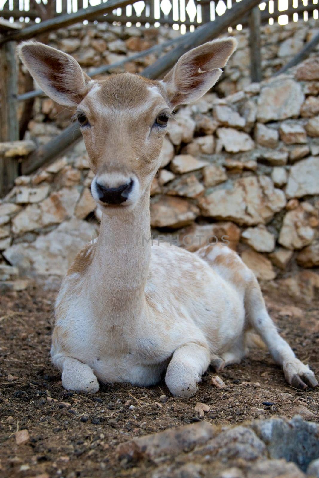 Deer